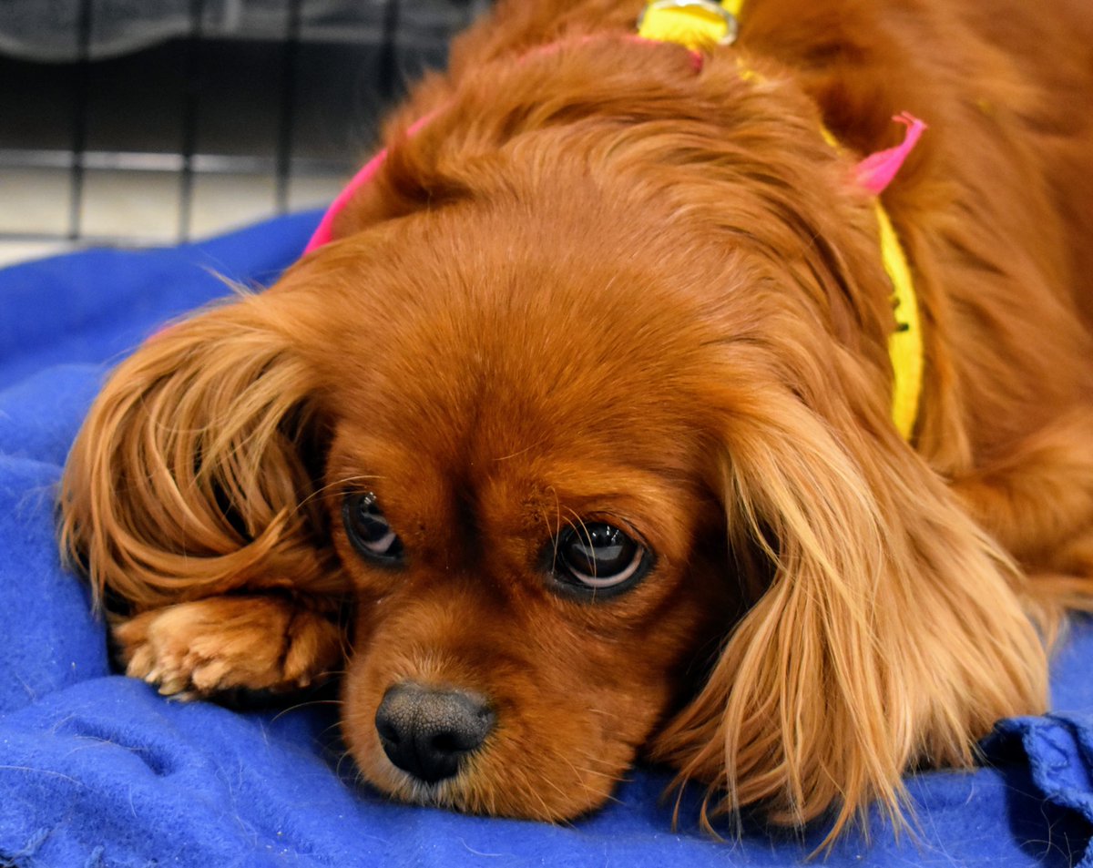SCARNYorg's tweet photo. Melody is a deaf 4 year old cavalier king charles spaniel who was rescued from a breeding mill. Although Melody didn’t have the best start in life, she is an absolute love and warmed up quickly to our volunteers. Melody deserves a loving family and forever home. https://t.co/YgkgaJUYoa
