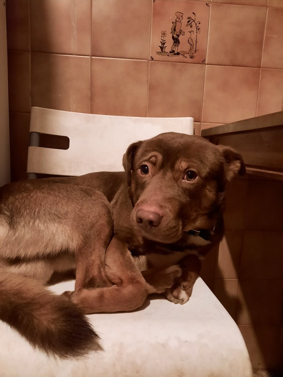 Hello !!My dog Milo Bear cheers you all on !!!#CruftsMainArena