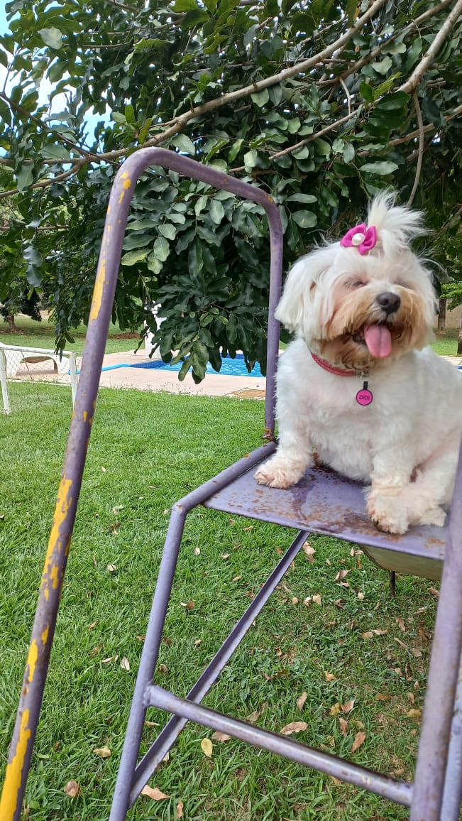 CalcinhasNoBox's tweet photo. Para fechar o seu domingo.
Didi no porquinho 

#adote #adotada https://t.co/KzfRv9sxxu