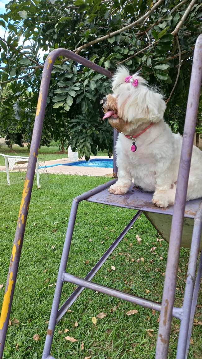 CalcinhasNoBox's tweet photo. Para fechar o seu domingo.
Didi no porquinho 

#adote #adotada https://t.co/KzfRv9sxxu