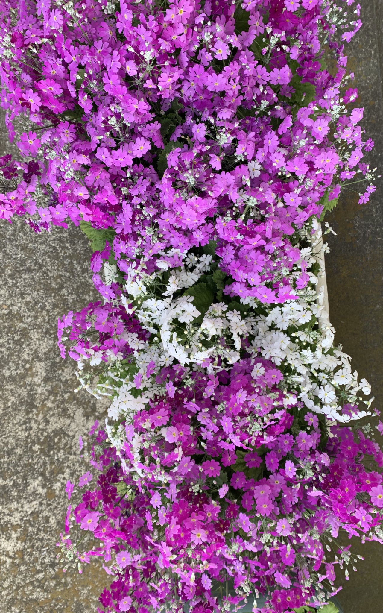 تويتر 西洋桜草 بحث تويتر