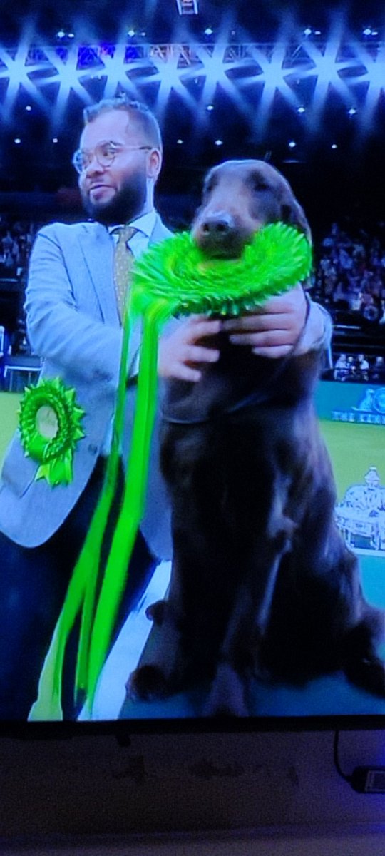Amazing #dog best in show at #crufts what a great character #flatcoatedretriever