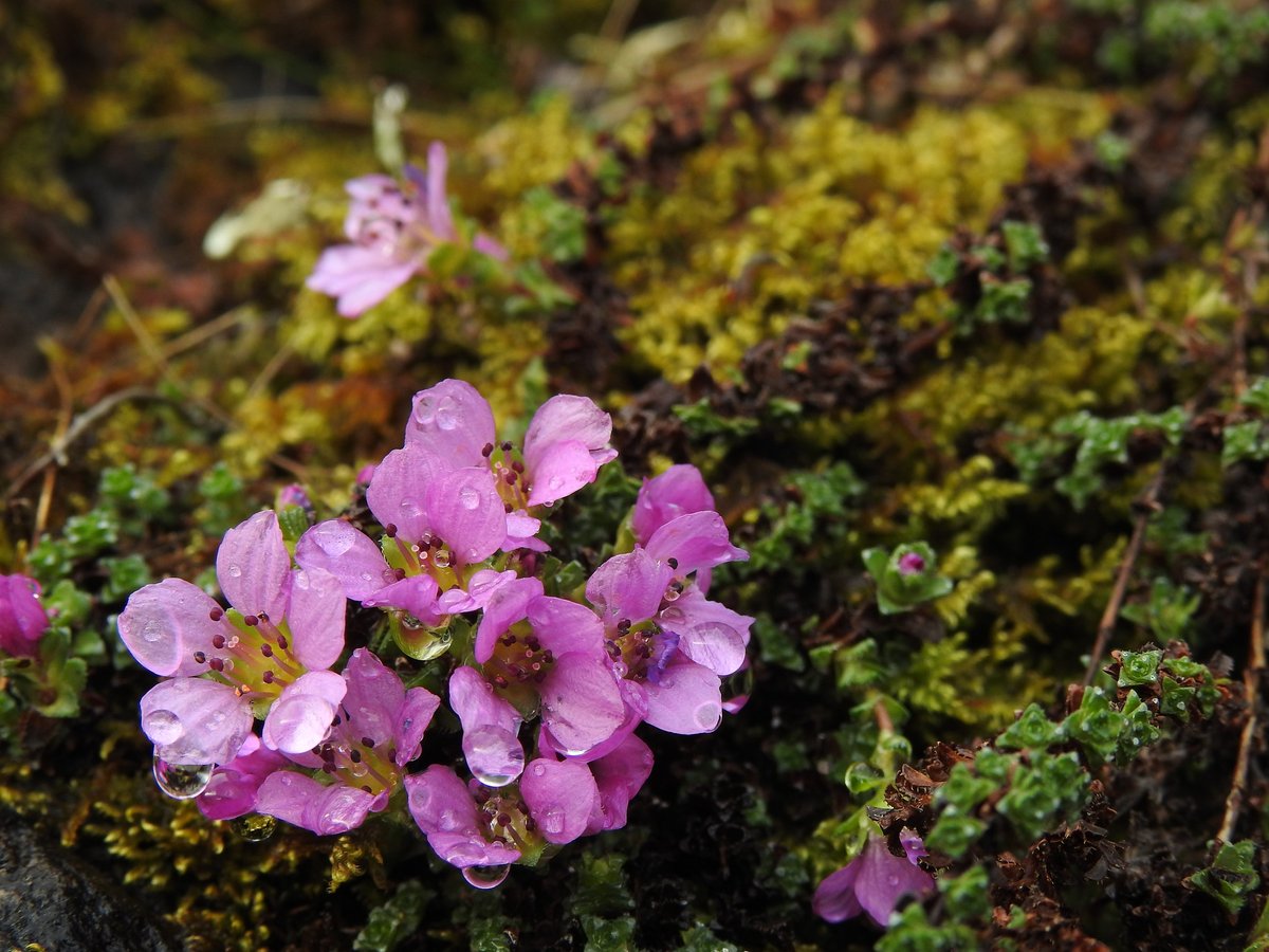 PinkfootedGus's tweet photo. Juuuust nipping in at the end of #wildflowerhour to bring you all this stunning bloom of my first purple saxifrage (Saxifraga oppositifolia) from the Scottish Highlands. It never loses its charm! https://t.co/3CJUOfWth4