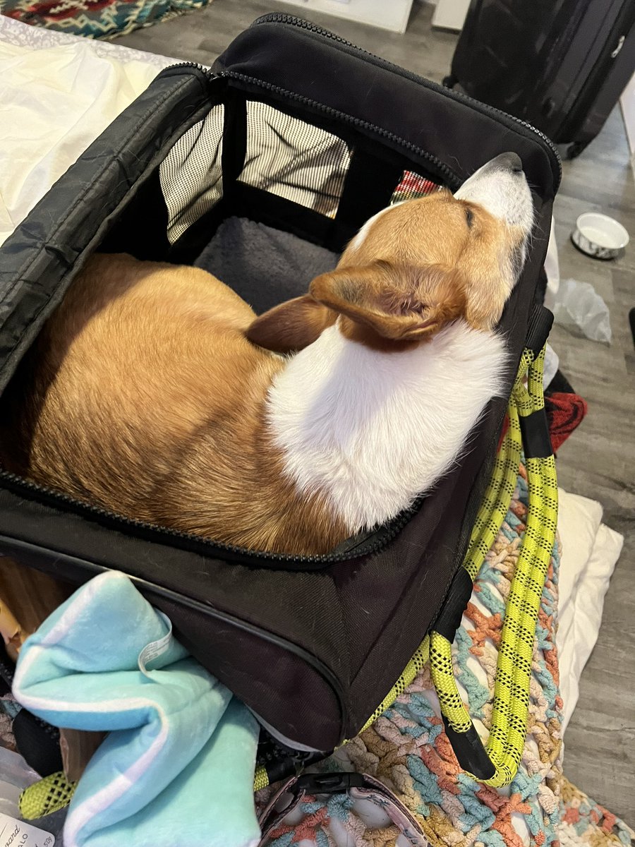 hooman asked me to pack my things so I packed the most important thing: me

#TravellingDog #TravelCompanion