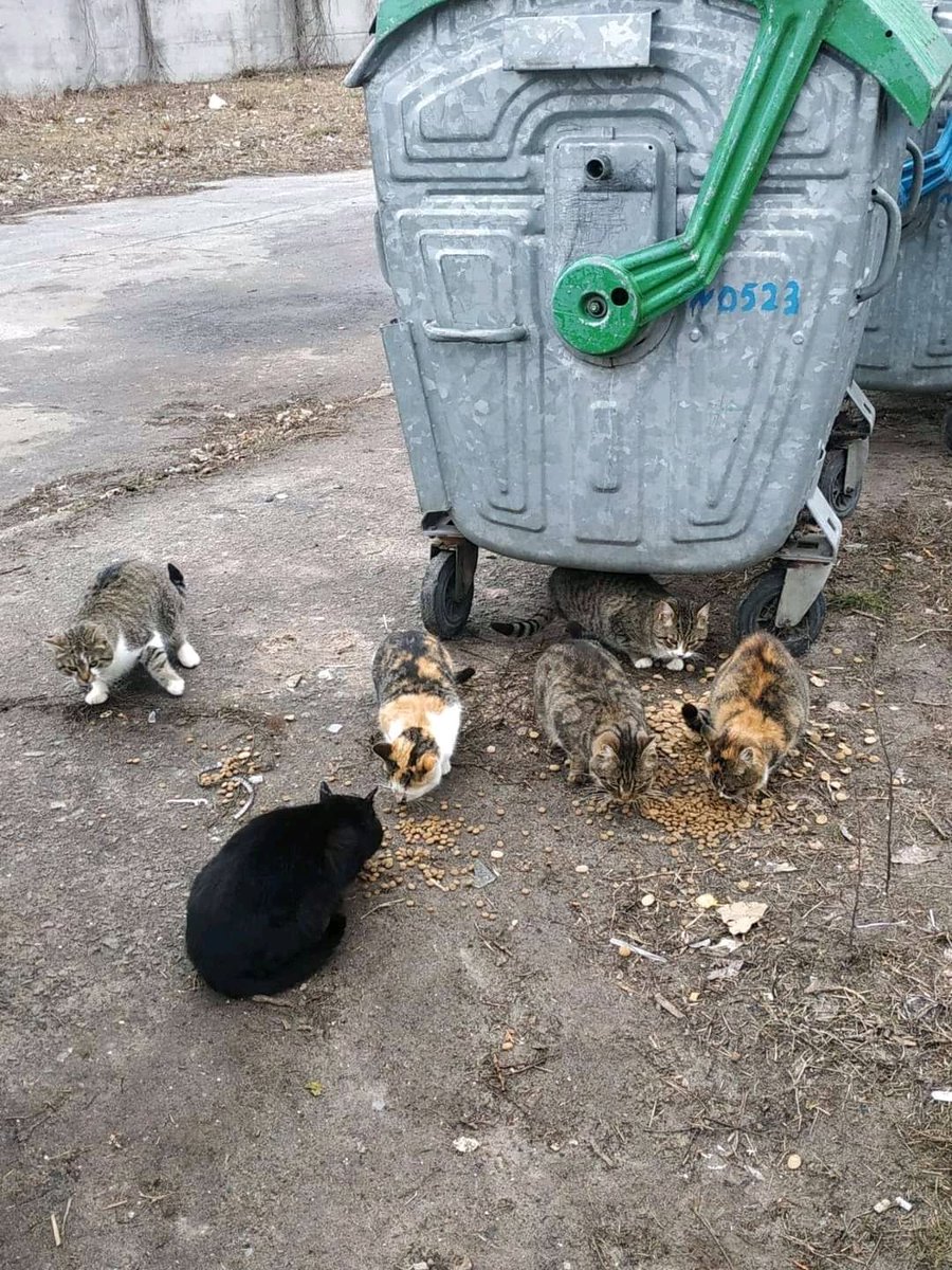 kaylamarie413's tweet photo. Every day new animals show up on the street begging for food and freezing to death. Its been snowing the last few days. #Ukraine #UkraineAnimals #getoutrussia #BoycottRussia https://t.co/YvTuJjYtZP