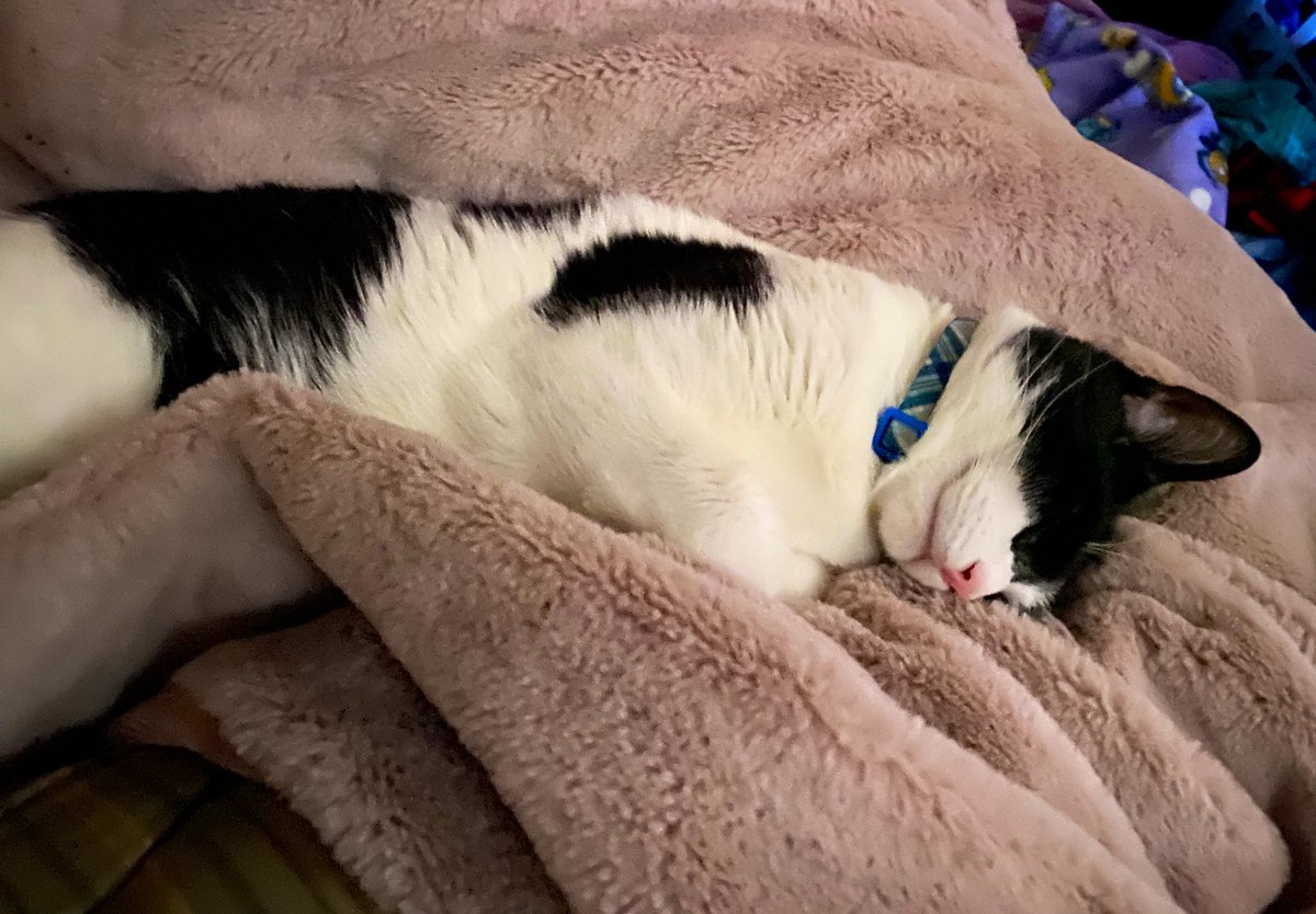 jazziebearxo's tweet photo. woke up to some #snuggles from the #rubeus 🥰 #mommasboy #catmom #snugbug @ChapZilla33 https://t.co/GlAQsq5QXG