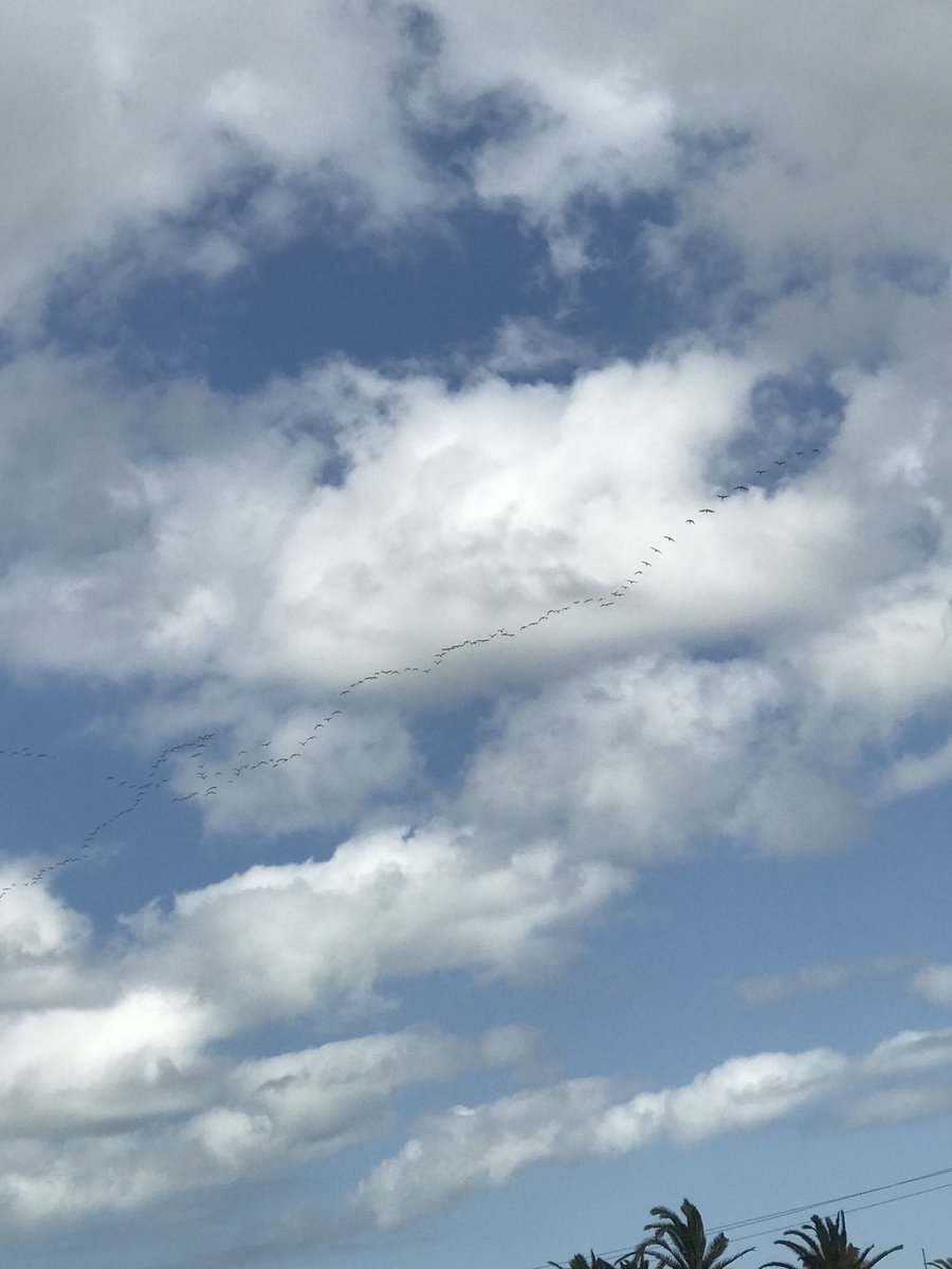 Flock of ibises! 

#birdtwitter #lifeonthecoast