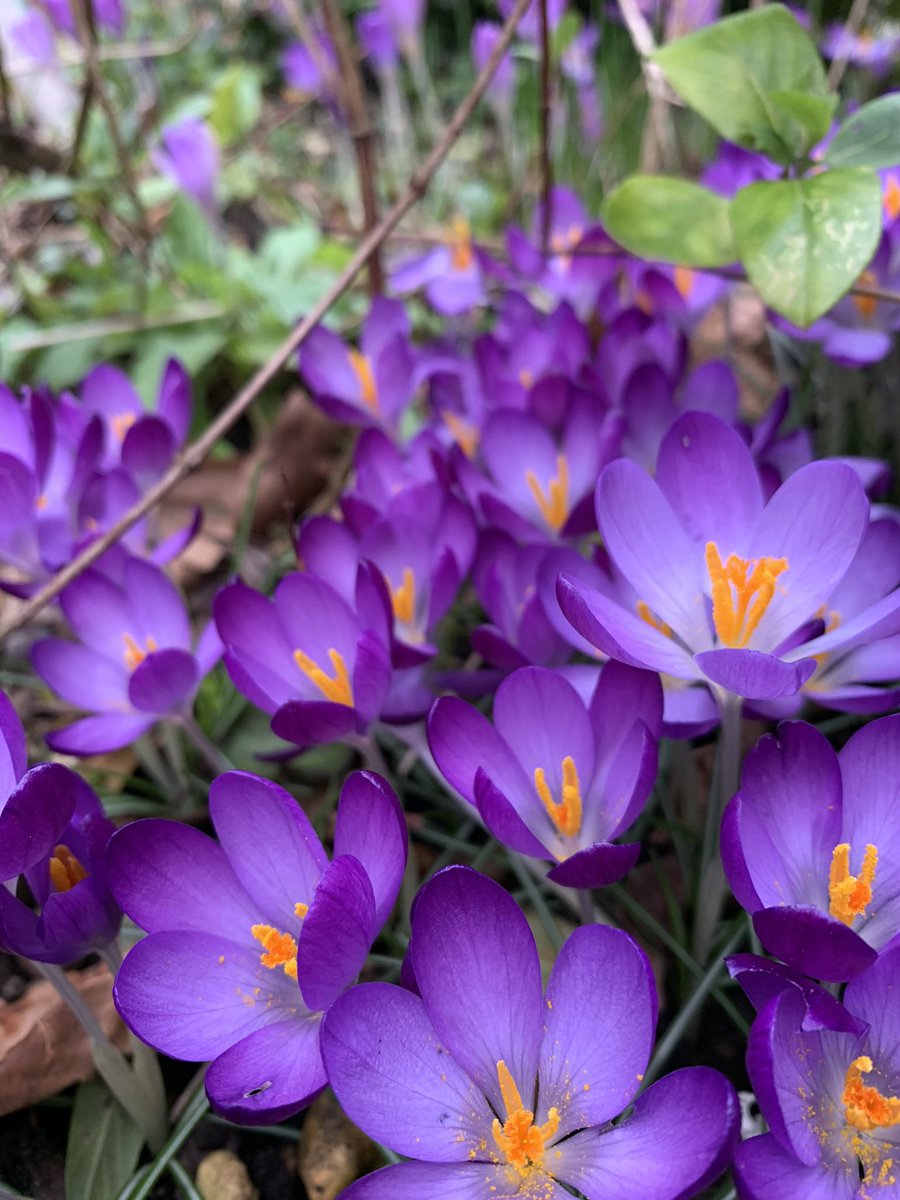 In the midst of all the horror, #spring still comes… #crocus #OldCatton #mumsgarden