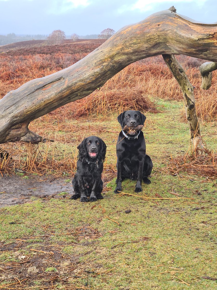 Andrea68WA's tweet photo. @Crufts Yay, way to go Baxter from team gundogs. Beat the fluffed up snappy poodle! https://t.co/j25YC9chwD