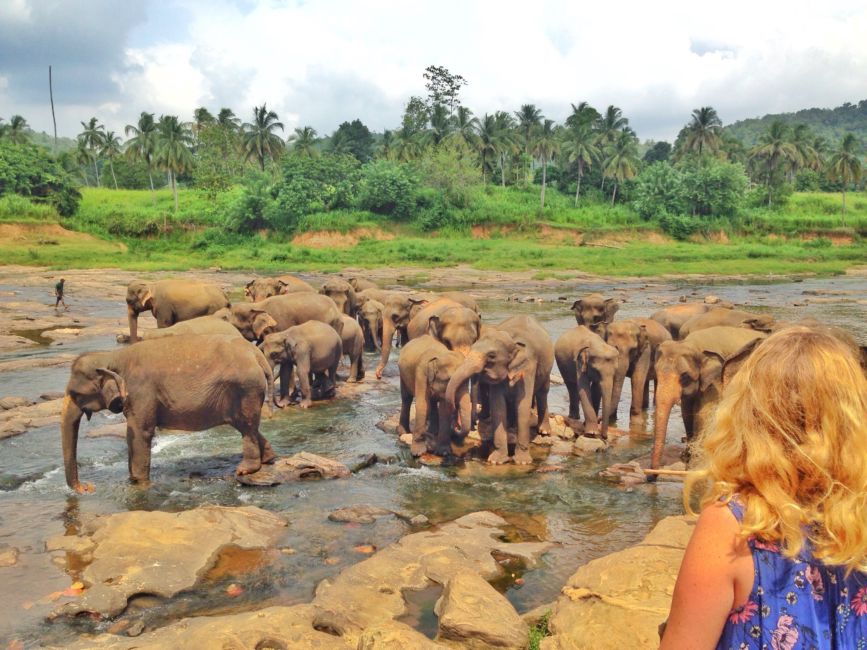 wandurlux's tweet photo. Pinnawala Elephant Orphanage is an orphanage, nursery and captive breeding ground for wild Asian elephants located at Pinnawala village,13 km northeast of Kegalle town in Sabaragamuwa Province of Sri Lanka. Also Pinnawala has the largest herd of captive elephants in the world.🐘 https://t.co/mr4amXJwnt
