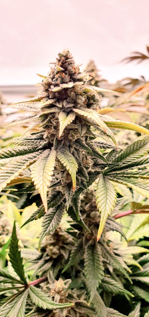 SuzySeeds's tweet photo. From different collaborations with multiple times awarded breeders and genetics we have crafted some of the finest and most exclusive cannabis cultivars on the market #suzysaficionadocollection
#craftingcannabis #feminizedseeds
#allstartedfromtheseed #onelove 
#SuzySeeds https://t.co/muB5dF6OwZ