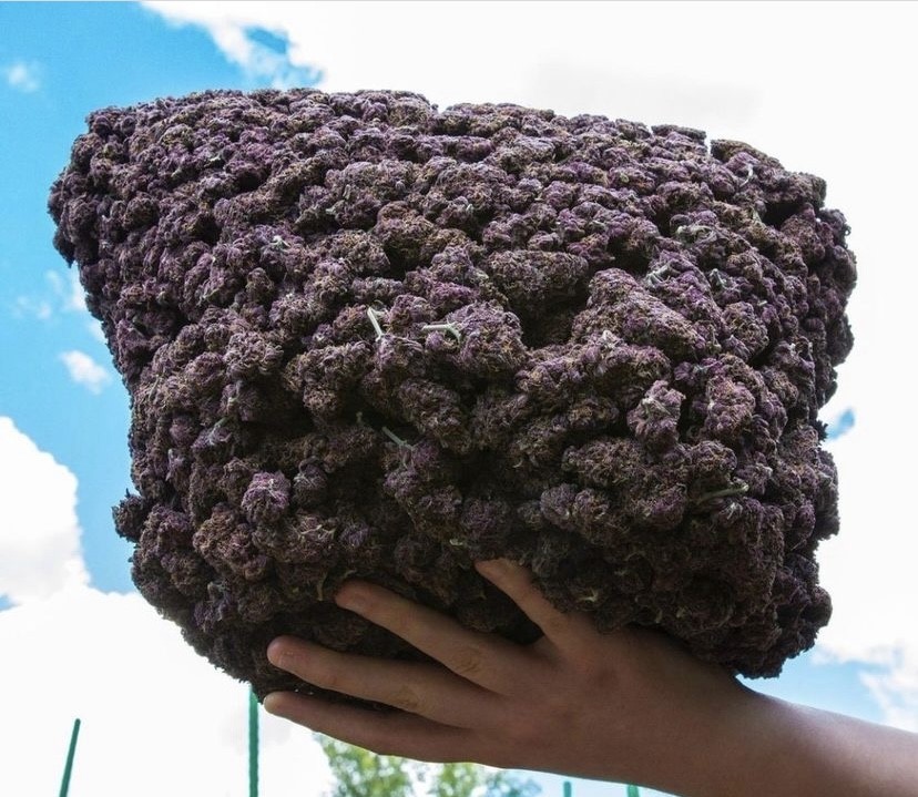 Herbworthy's tweet photo. 3 purple strains you need to try. 😍💜

🌿Read: https://t.co/hoQhYrYlpF https://t.co/vfYdXnGT9m
