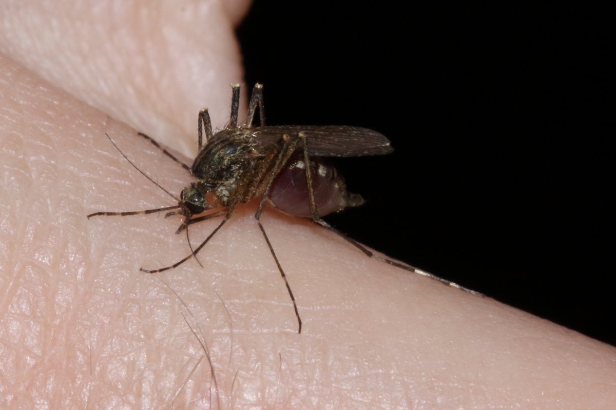 Working through a few old photos, these a rather uncomfortable few from #PerivaleWood, Middlesex in September 2017. Some sort of  Mosquito (Culicidae) I suspect, it bit me, but is it possible to tell which species. More images at ispotnature.org/communities/uk…