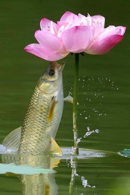 Krystyn31197823's tweet photo. Wonderful nature ...💚

Kiss of happiness ... 🤩💋🌹 https://t.co/jO9y5sTok0