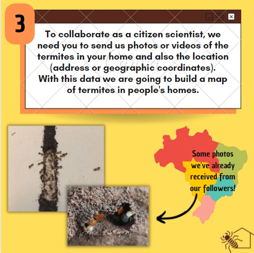 TemCupimlaemCS's tweet photo. Hey guys! Today we came to bring you 5 curiosities about our page! :)
Did you know about all these? Comment here for us!
📷 the photos used are from @prof.helida.cunha
@maristela.c.alcantara @davidrodriguesf
#Termite #termites #termite #Isoptera #entomologist #entomology #insect https://t.co/mUjEdUTxtO