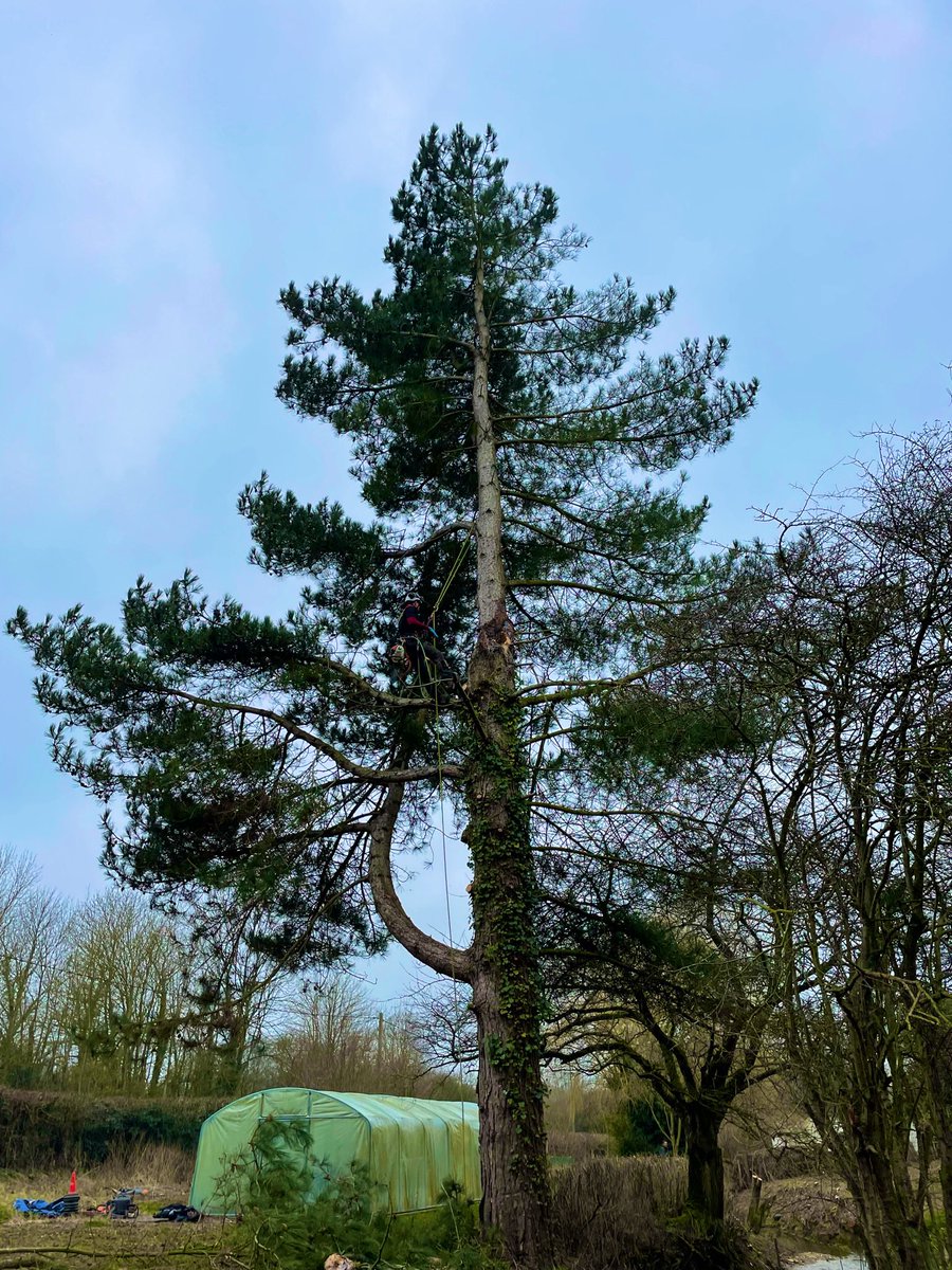 asilletttrees's tweet photo. We’re still clearing up after storm Eunice. Some trees were left standing but damaged badly like this Pine here, such a bad tear condemned this tree and a decision was made to take it down completely.

Please call if you have any problem trees that maybe damaged after the storms. https://t.co/7lOAvdw13I