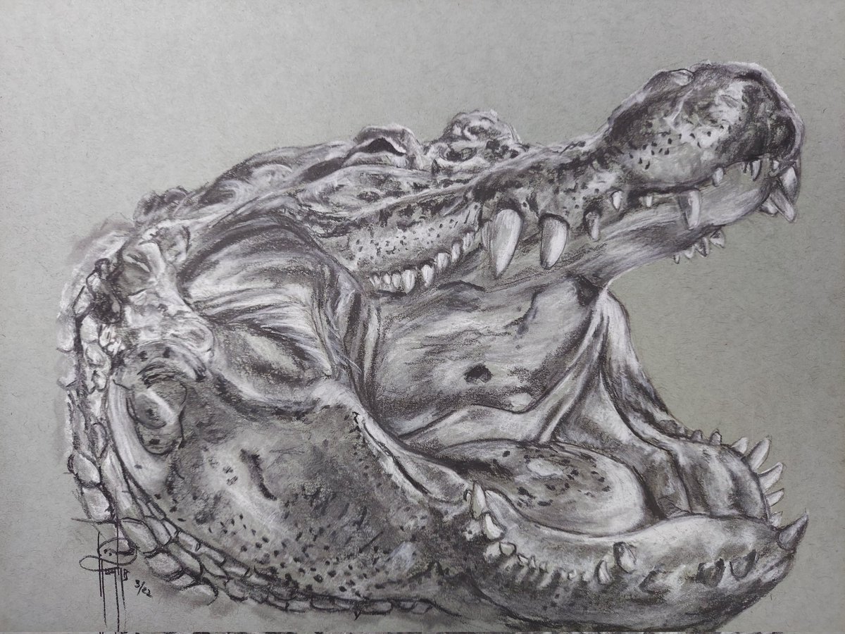 tmhartstudio's tweet photo. #14 charcoal drawing/study. 
#charcoal #ArtistOnTwitter #alligator #wildlife #drawing https://t.co/uDv1ZEMjZM