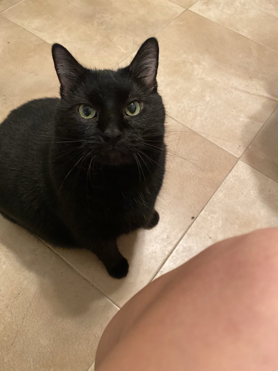 solqueen94's tweet photo. @librastrology_ That’s who my cats named after 🥺💖 https://t.co/aYc5WuVgm3