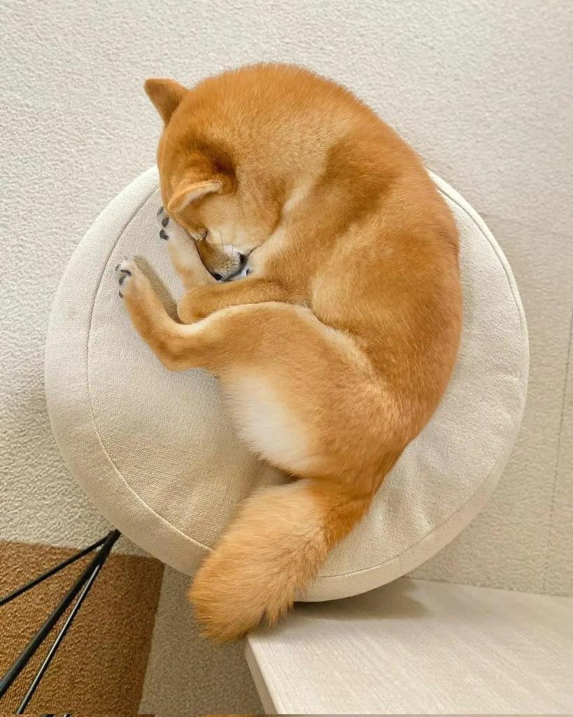 adrianarosadea3's tweet photo. O melhor remédio para a alma é a oração! 🙏  #shiba #shibalove #perro #dog #cachorro #pet #petlove #perrito https://t.co/ViEB3SuTTU