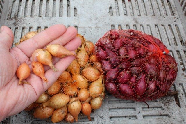 Tijd weer om uien te planten #moestuin #moestuintip tuinhappy.nl/uien-kweken/