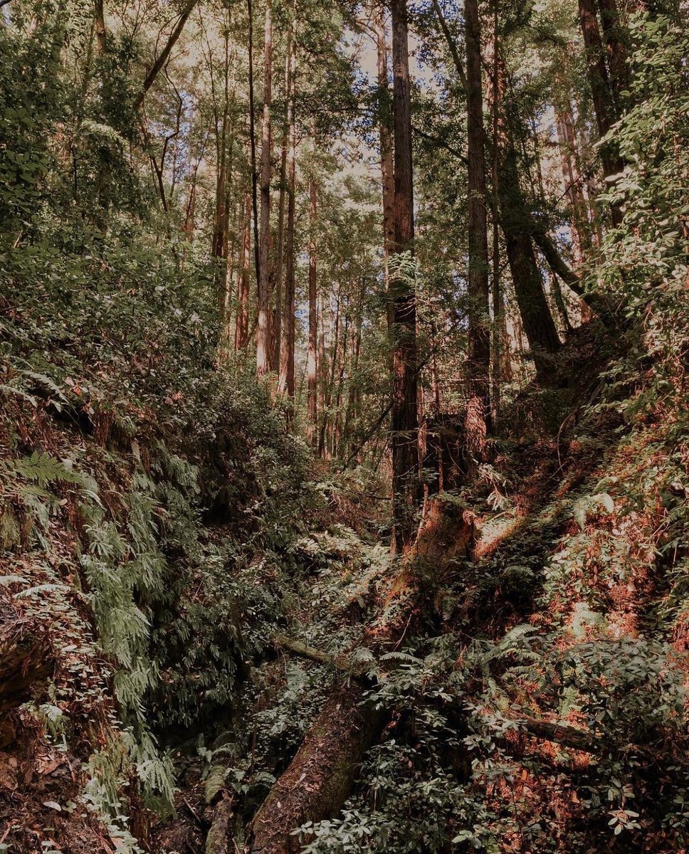 visitsantacruz's tweet photo. Highly recommend chasing this waterfall at Nisene Marks… #MapleFalls

Check the link below for more on this hike + other favorites around the county. 🌲

🥾 | https://t.co/L2v7kqWTTs

📷 | carynhewlett (ig) https://t.co/toi5oKLosY