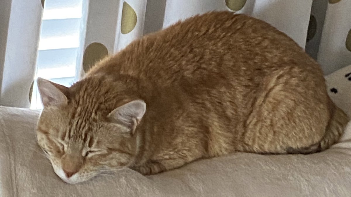 JortsTheCat's tweet photo. I am a sweet potato tbh https://t.co/i3m9KbtdZx