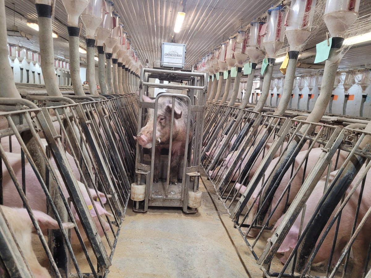 farmerfons's tweet photo. @BrydenHope @vanboekeljeroen @BrydenHope switched back to the old-fashioned way today, sows/gilts responded better haha https://t.co/Ko7TNfhTr2