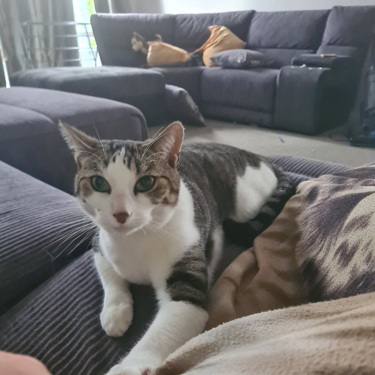 My reward for not letting the dogs in this morning. I can almost hear the thank you, or is he saying those dogs are a pain in the arse? 
#CatsOnTwitter