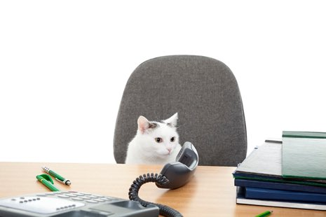cats with jobs 🛠 tweet media