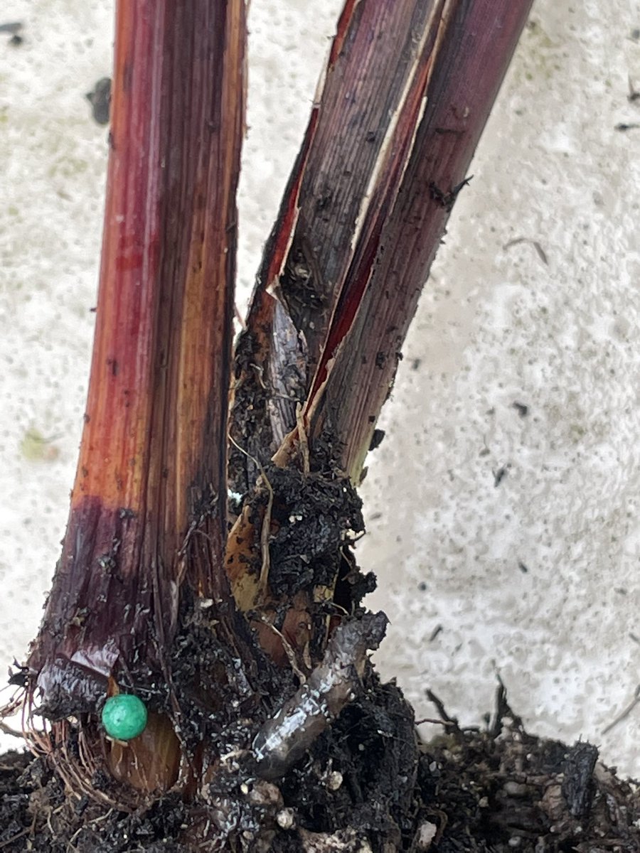 LauraTroyani's tweet photo. @Swansons Help! There’s a grubby thing in the roots of my decorative grasses. The base of all of the blades are getting super wet and soggy, and they are coming apart from the root base. What product do you carry that I can use for this? #heyswansons https://t.co/xULDxNbaXg