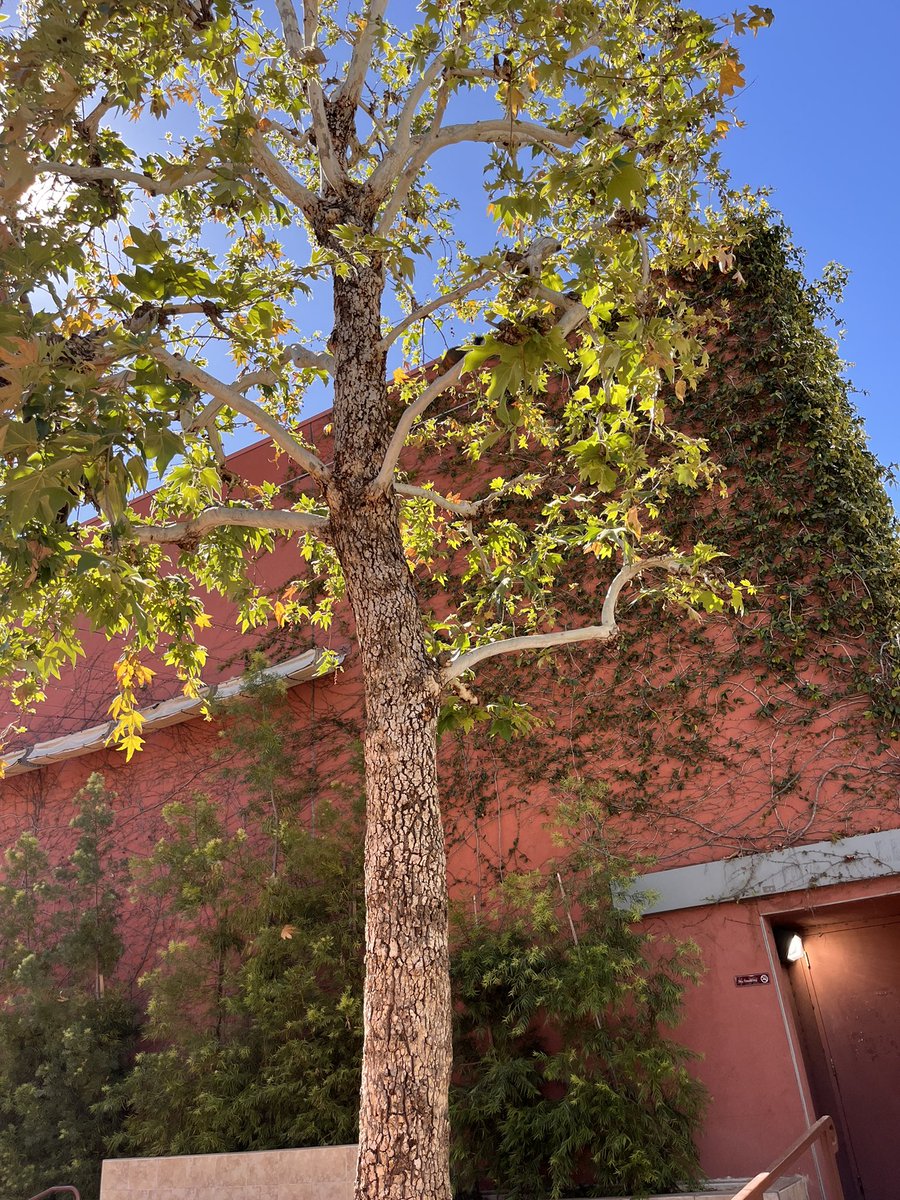 onlybeci's tweet photo. The other squirrel snacking on something before squirrel shenanigans began with another squirrel...😄

@CarolinCam 
#SquirrelDoce #SquirrelPlay 🐿🐿
#SquirrelsInPasadena 🌰 https://t.co/8RJYwlkSxd