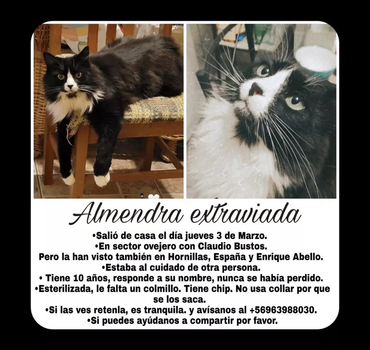 pamelagrosspoll's tweet photo. #puq ayúdenme por fa, se perdió esta regalona https://t.co/IfKAuR2w3k