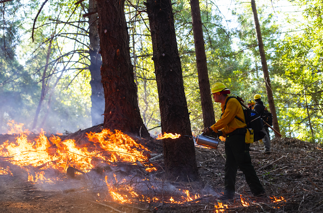 humboldtcalpoly's tweet photo. Fuels Management students were on the scene of a recent prescribed burn in nearby Honeydew, CA. This will help  with fire resilience, increase native plant biodiversity, and reduce fir encroachment. 

This is good fire. 🔥  

#CalPolyHumboldt
@savetheredwoods https://t.co/KZ1uf9S0aT