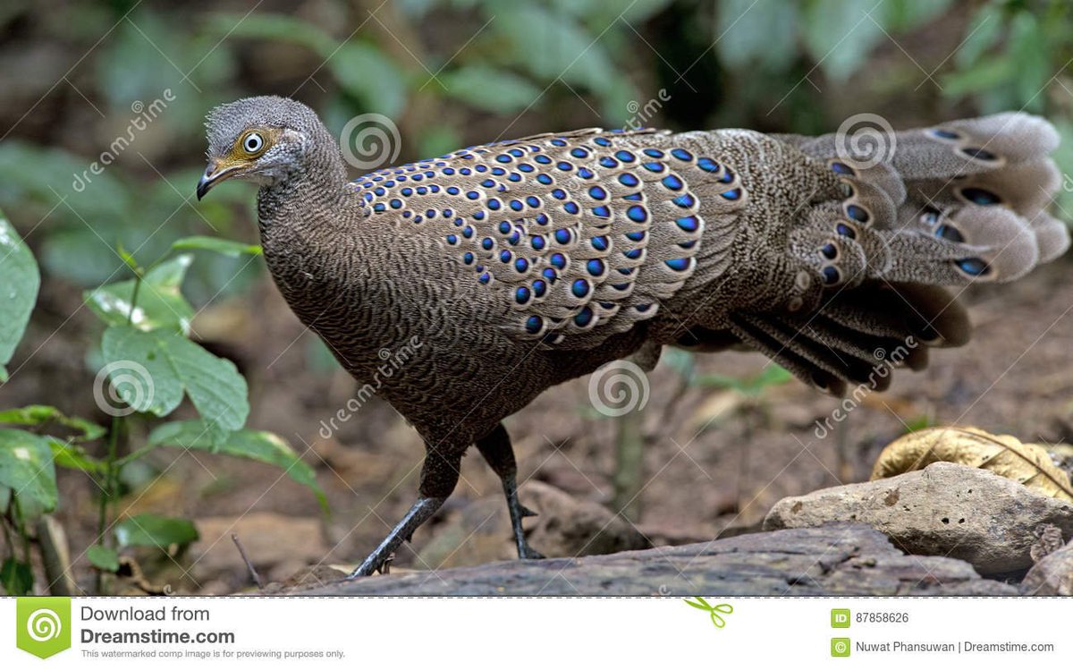 me about to use this bird to make an oc
it is a grey peacock pheasant https://t.co/mhCx4lGKdE