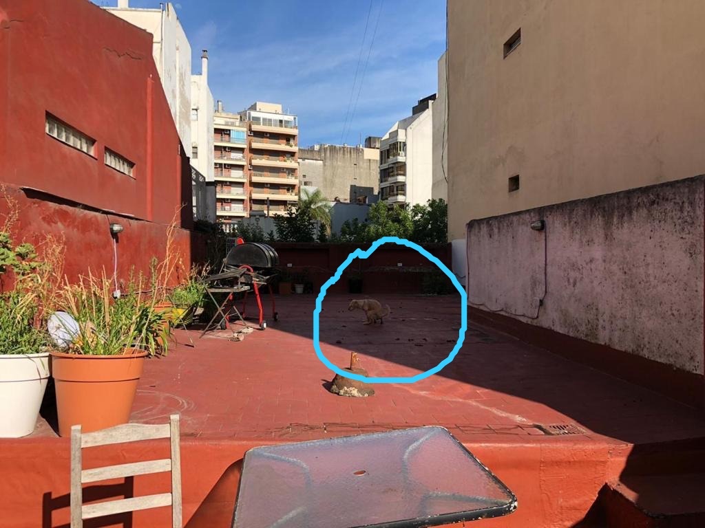 Zonaprop ofrece este ph luminoso que viene con terraza espaciosa y perrito cagando.