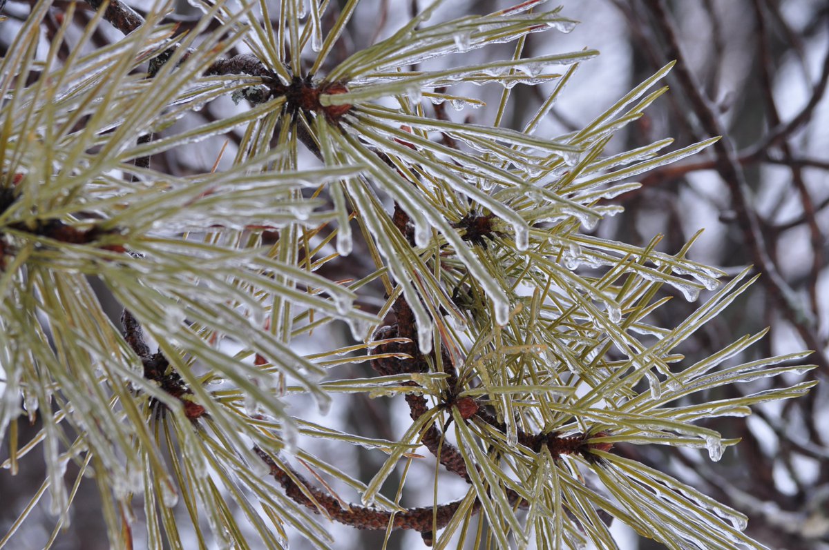 #Ice on the #PineNeedles last week. 🌲🥶 #MunisingMI