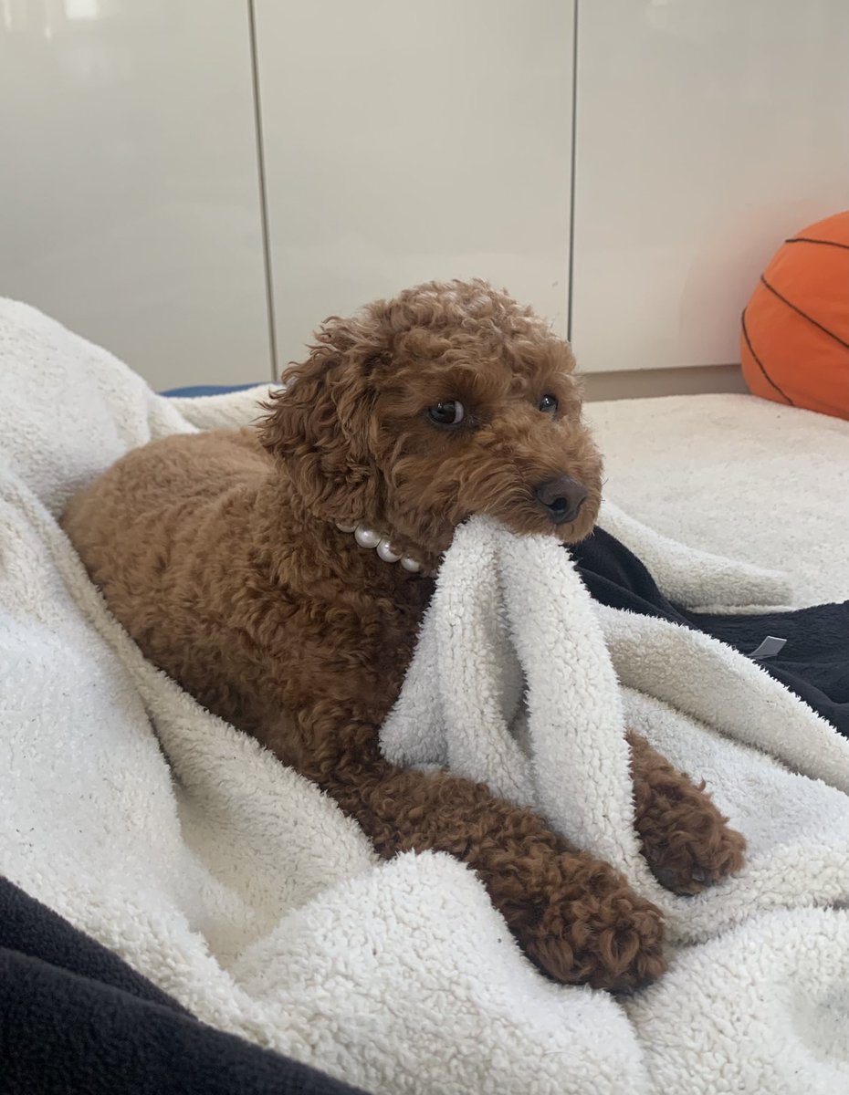 LULU55719082's tweet photo. 見ないでくださる?
#トイプードル
#いぬ
＃犬 https://t.co/GWBv8nQqT3
