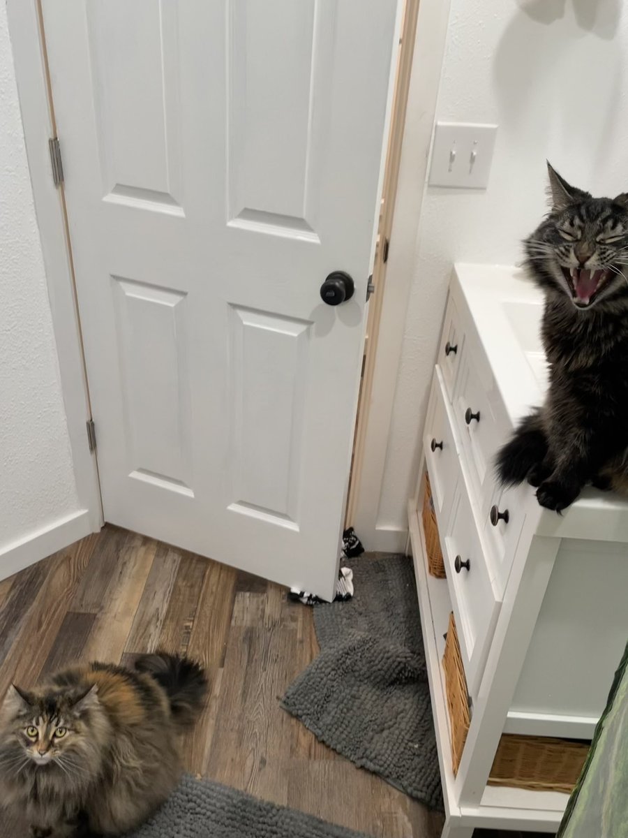 cierraleemae's tweet photo. My children 😽 (all of these are just from this week my entire camera roll looks like this) https://t.co/miPkxJuYEj