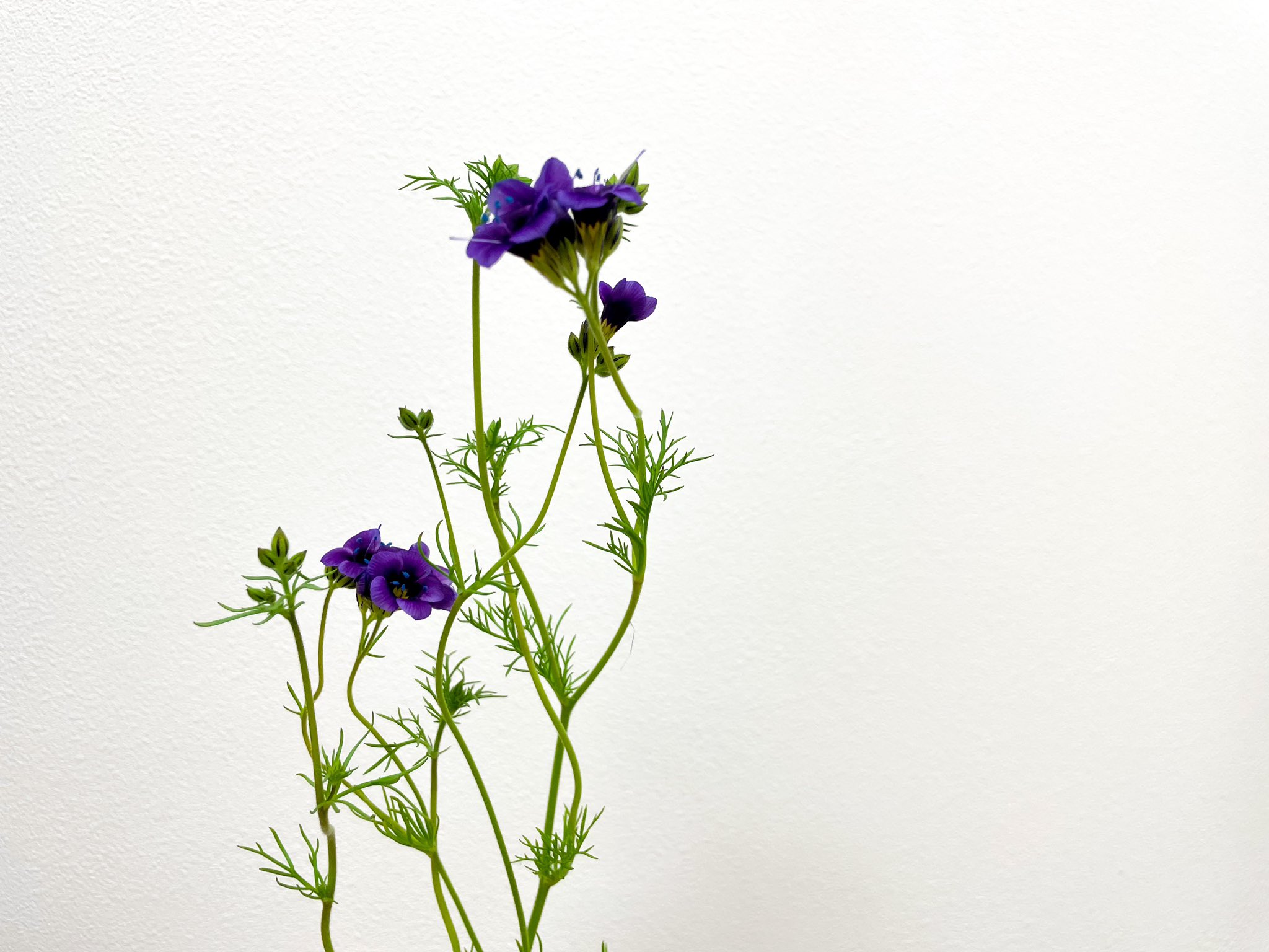 Acca 今週はギリア トリコロールで皆様をお迎えしています ギリア トリコロールの花言葉は 気まぐれな恋 ギリア は細い枝の先にいくつも咲く花が 風に吹かれてあっちに向いたりこっちに向いたりします その姿が 八方美人のように見えることから