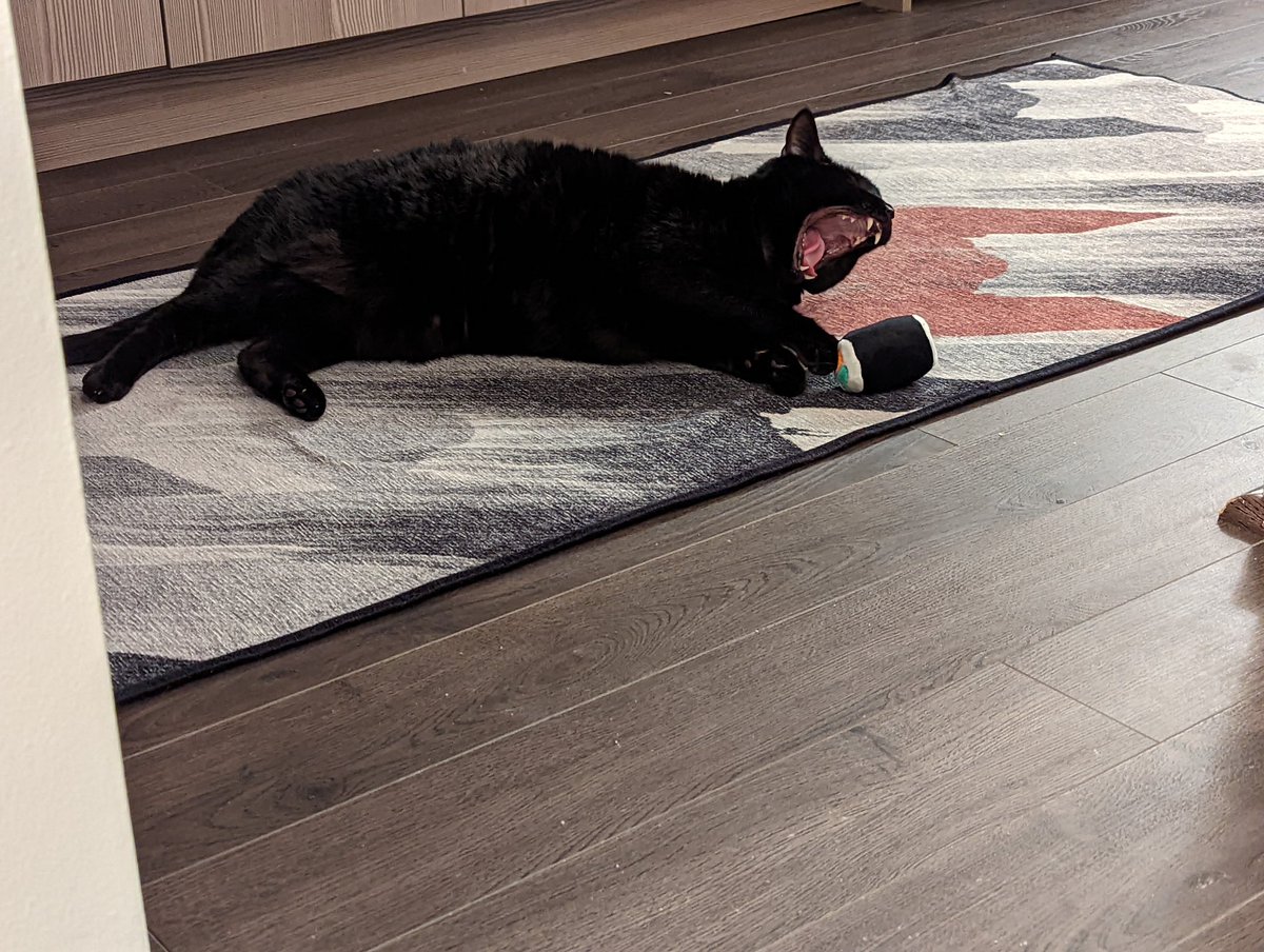 Jlrube's tweet photo. Idk, my cat has been very photogenic this weekend #chunknorris https://t.co/khKXhcBAtg