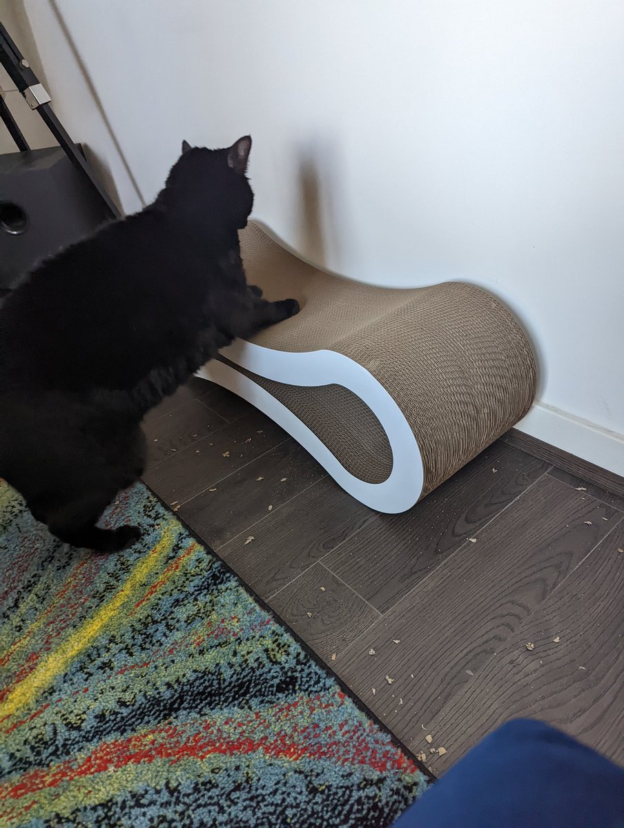 Jlrube's tweet photo. Idk, my cat has been very photogenic this weekend #chunknorris https://t.co/khKXhcBAtg