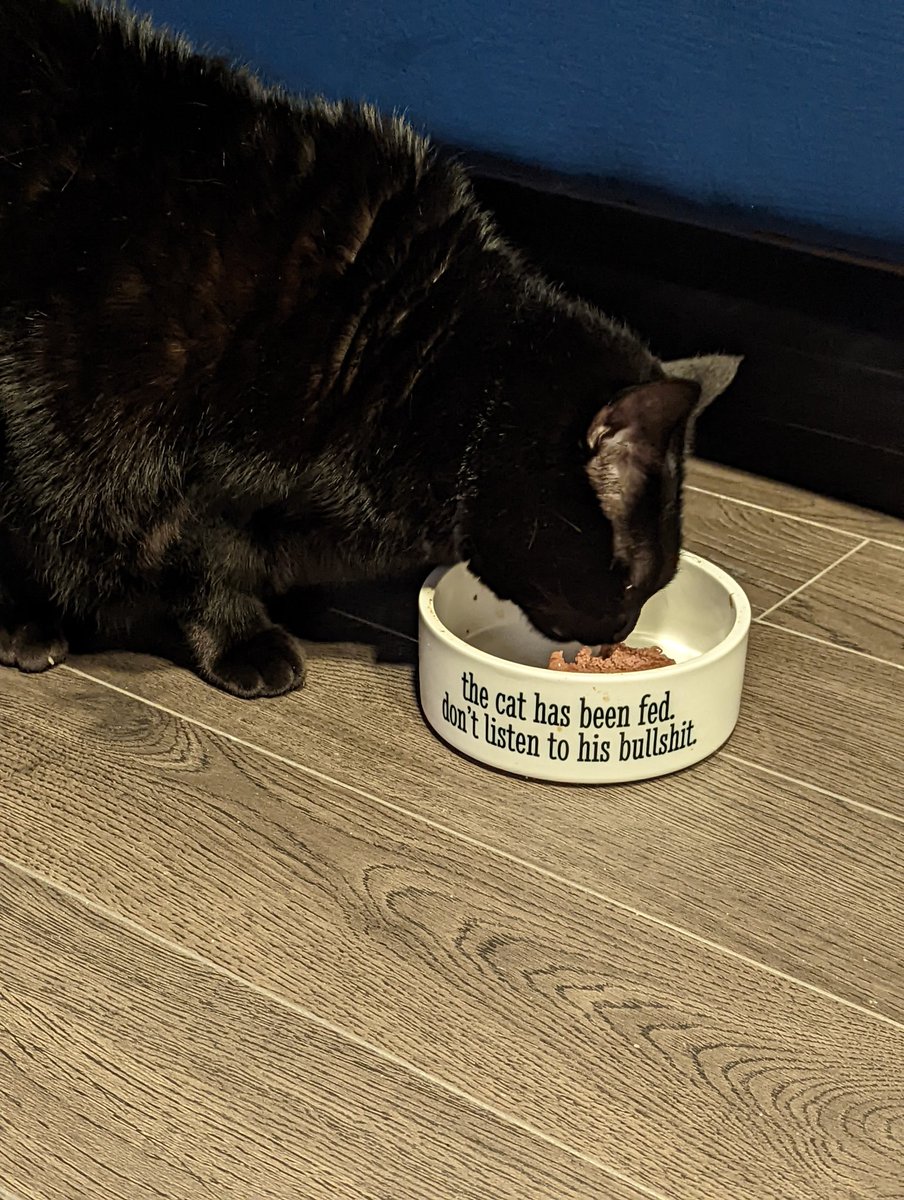 Jlrube's tweet photo. Idk, my cat has been very photogenic this weekend #chunknorris https://t.co/khKXhcBAtg