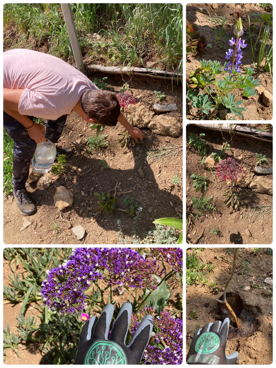 ecowealth_eth's tweet photo. #ProofOfEnvironment @EverGreenCoin_
Eco labor in the ECOnomy!
#plogging #gardening #watering https://t.co/T8cEjqC4nl
