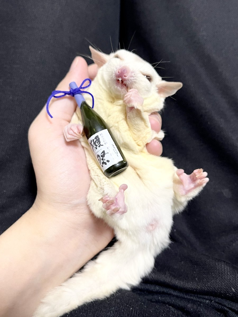 kinaco_soy_sg's tweet photo. 新橋の酔っ払い系モモンガ🥴🍶
#フクロモモンガ #sugarglider #フクモモ #モモンガ #小動物 #エキゾチックアニマル #suggies #大豆シスターズ https://t.co/RzzeNZwKND