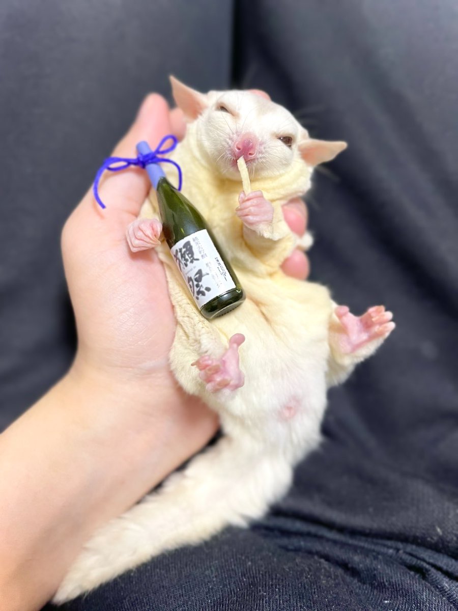 kinaco_soy_sg's tweet photo. 新橋の酔っ払い系モモンガ🥴🍶
#フクロモモンガ #sugarglider #フクモモ #モモンガ #小動物 #エキゾチックアニマル #suggies #大豆シスターズ https://t.co/RzzeNZwKND
