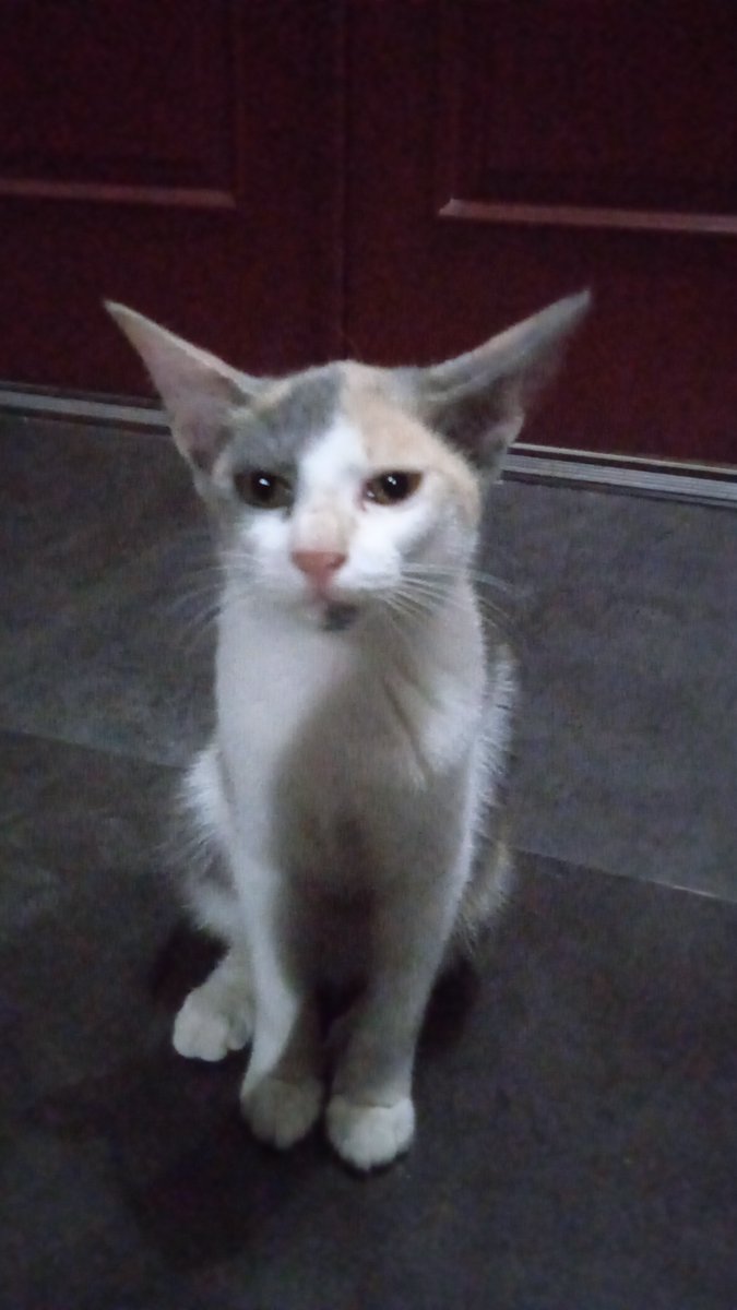 BoncerChloe's tweet photo. Clovers cuteness is over the roof!😻

#cat #cats #CatsOfTwitter https://t.co/eii0N8EMv6