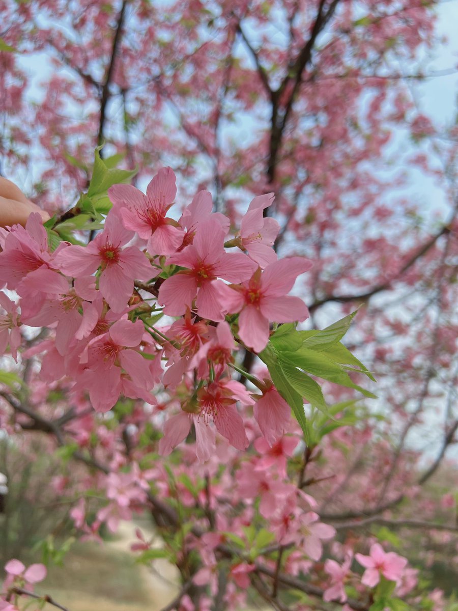 chen_haiyu's tweet photo. 春日🌸早桜 https://t.co/rZDDLLGklU