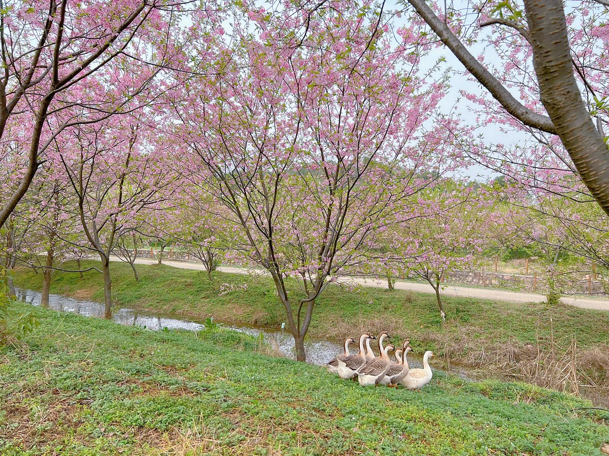 chen_haiyu's tweet photo. 春日🌸早桜 https://t.co/rZDDLLGklU