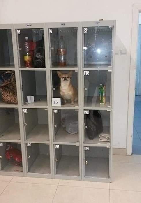 DiloConPerritos's tweet photo. No me dejaron pasar al Firulais al súper :( https://t.co/tos4iqTGO8