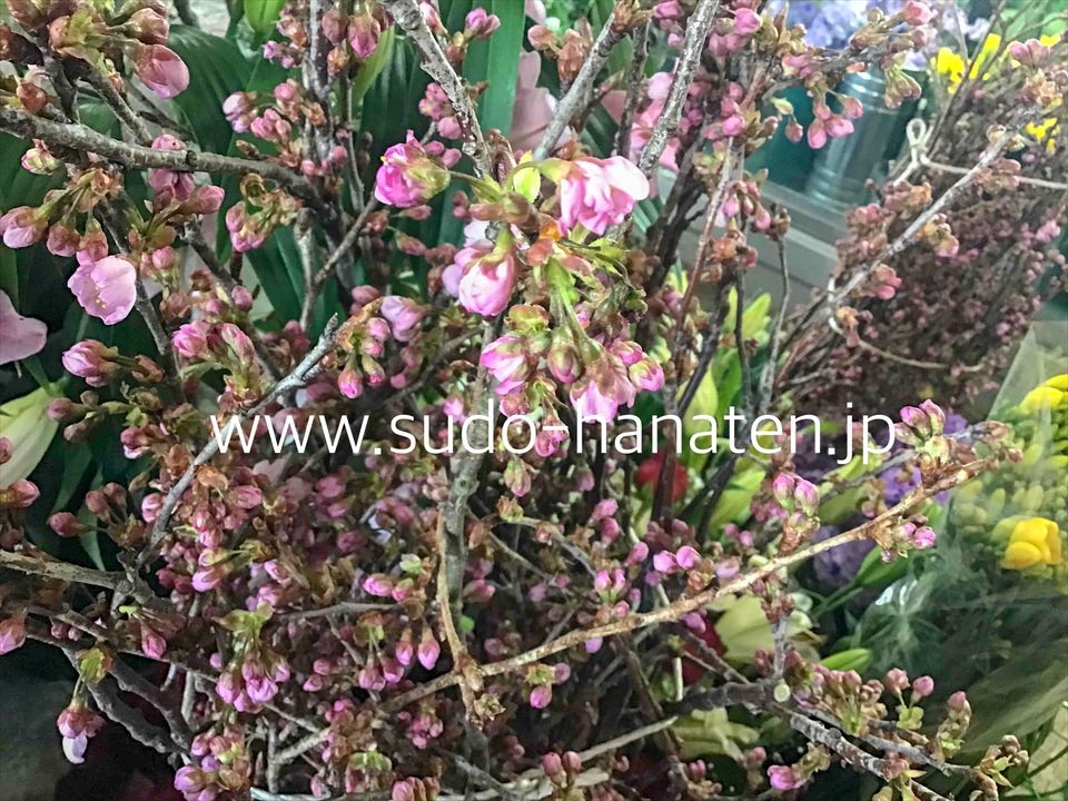 تويتر 株式会社 須藤花店 1914年 ランプの時代から葛飾 新小岩で花一筋 お花のある生活をお届けします على تويتر 桜です 卒業式の壇上の花などに使います お家でお花見しませんか 桜 東京葛飾新小岩の須藤花店 新小岩 須藤花店 須藤花店3月 花屋